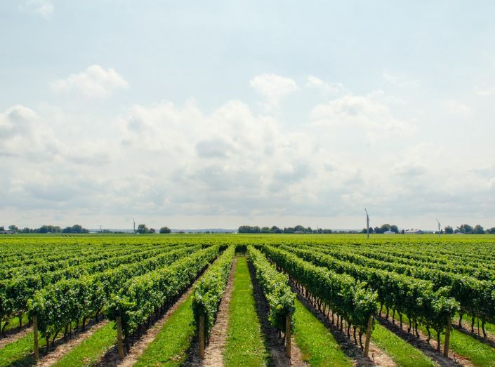 Investments in Kunst, Wein & Co. Wein Plantage